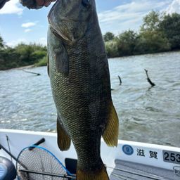 スモールマウスバス