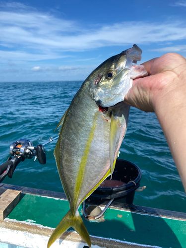 シマアジの釣果