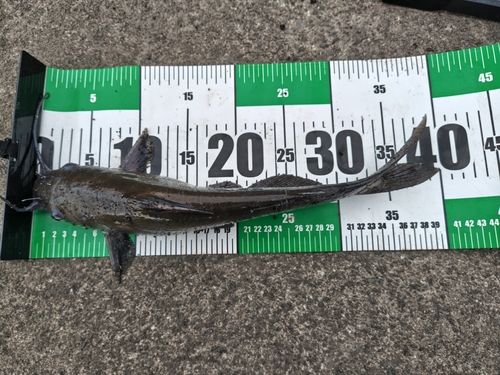 アメリカナマズの釣果