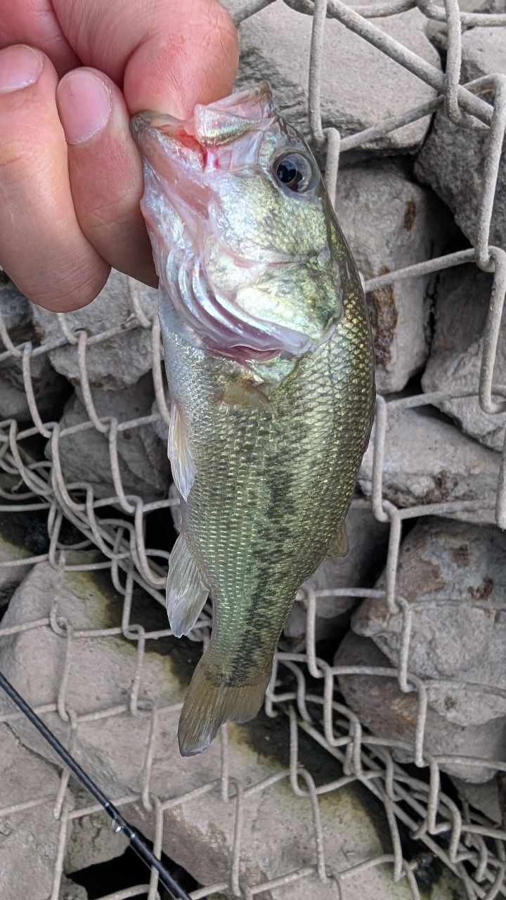 ラージマウスバス