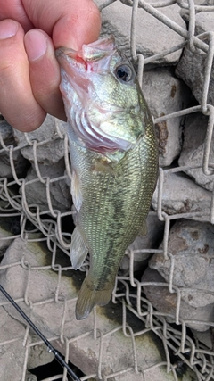 ラージマウスバスの釣果