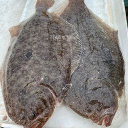 ガンゾウビラメ