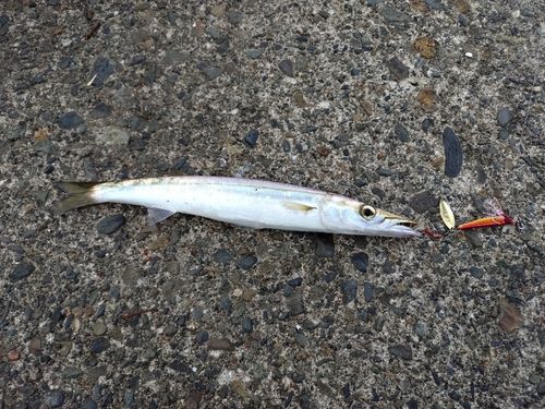 カマスの釣果