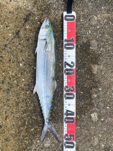 サゴシの釣果