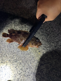 カサゴの釣果