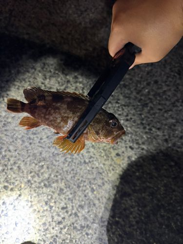 泉佐野食品コンビナート