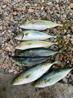 ツバイソの釣果