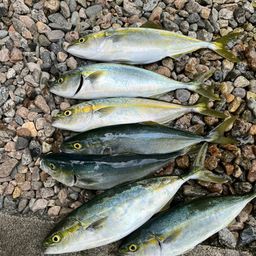 ツバイソ