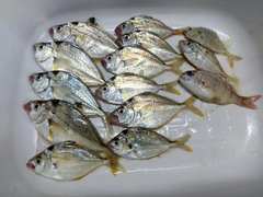 ヒイラギの釣果