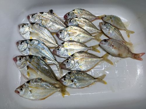 中海