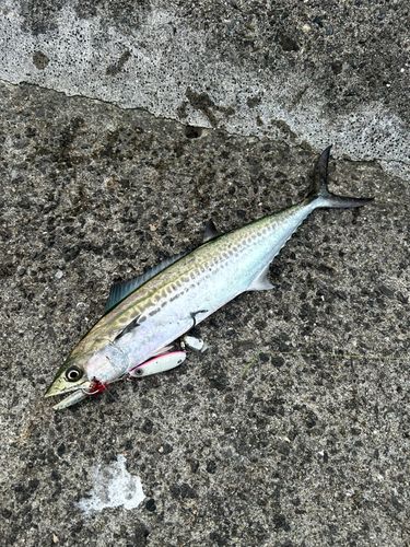 サゴシの釣果