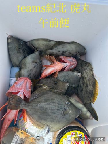 カワハギの釣果