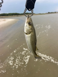 セイゴ(マルスズキ)の釣果