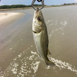 セイゴ（マルスズキ）