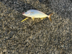ショゴの釣果