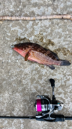キジハタの釣果