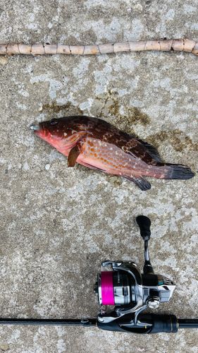 キジハタの釣果