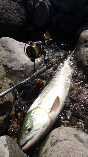 アキアジの釣果