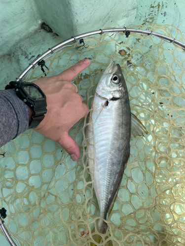 洲本沖