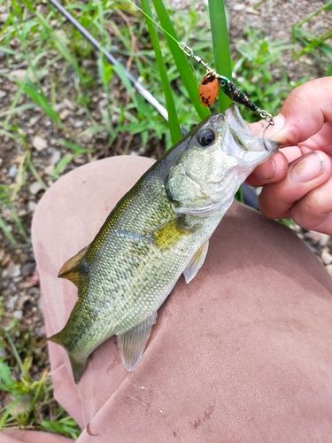 ラージマウスバスの釣果