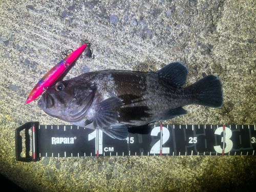 マゾイの釣果
