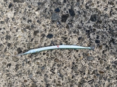 ダツの釣果