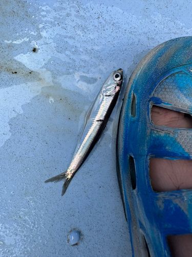 サゴシの釣果