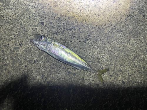 サバの釣果