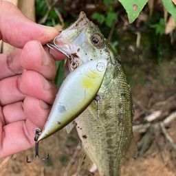 ラージマウスバス