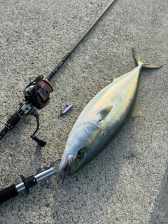 メジロの釣果