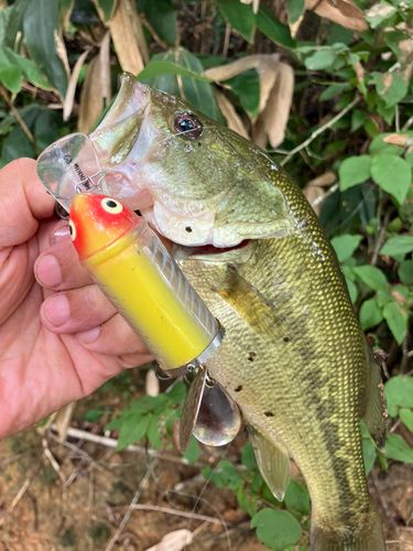 ラージマウスバスの釣果