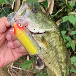 ラージマウスバス