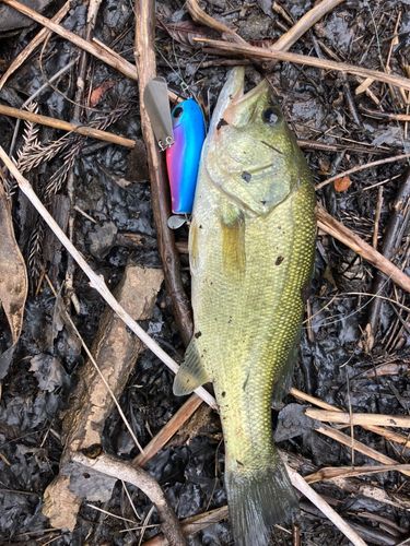 ラージマウスバスの釣果