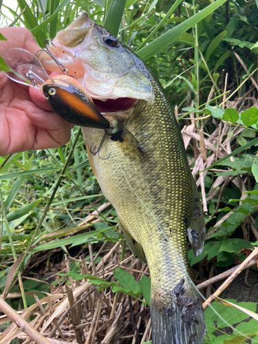 ラージマウスバスの釣果