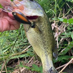 ラージマウスバス