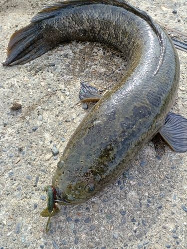 ライギョの釣果