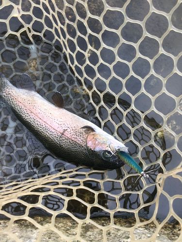 ニジマスの釣果