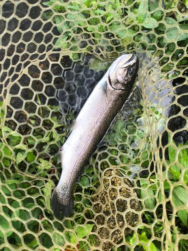 ニジマスの釣果