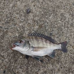 クロダイ