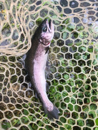 ニジマスの釣果