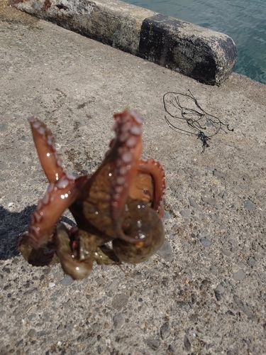 波崎新港