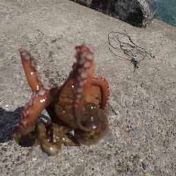 タコ