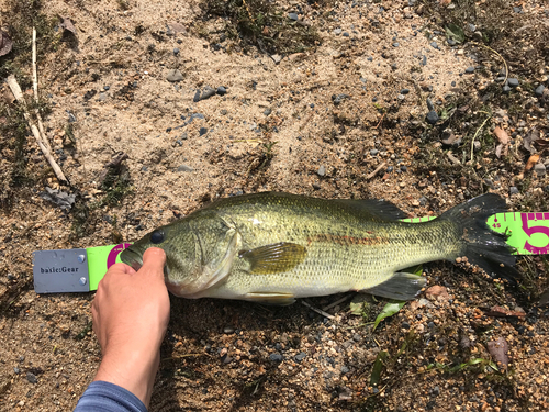 ブラックバスの釣果