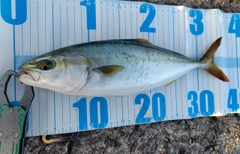 ハマチの釣果