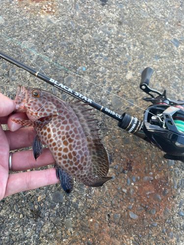 オオモンハタの釣果