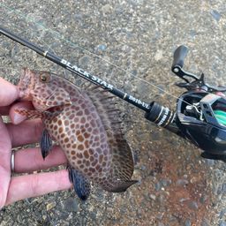 オオモンハタ