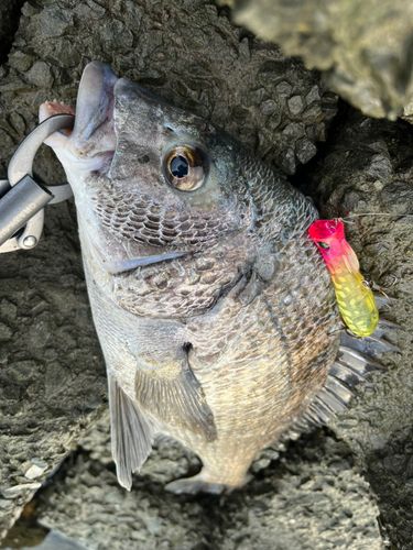 クロダイの釣果