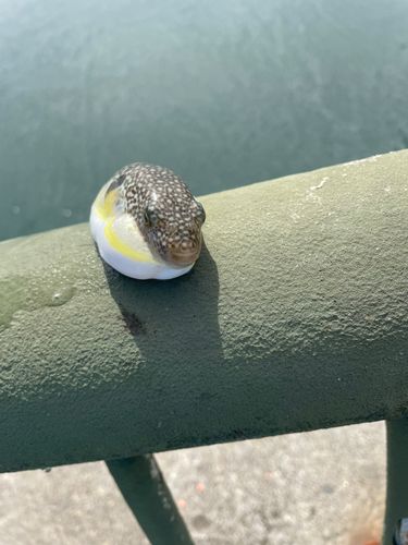 フグの釣果