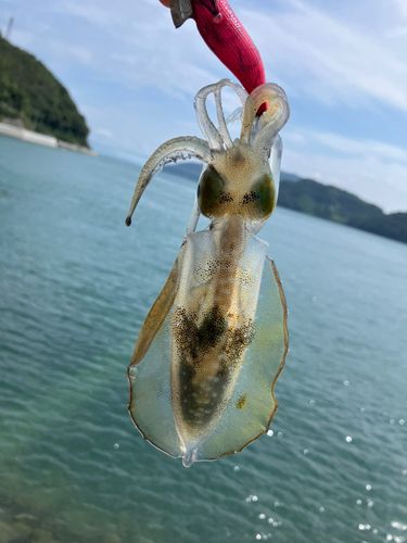 小坪新波止