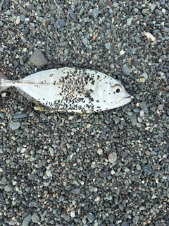 ギンガメアジの釣果